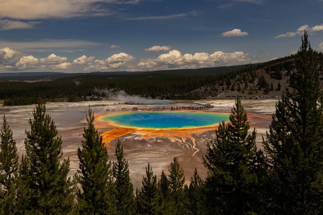 Cóndor Andino sobre los Valles