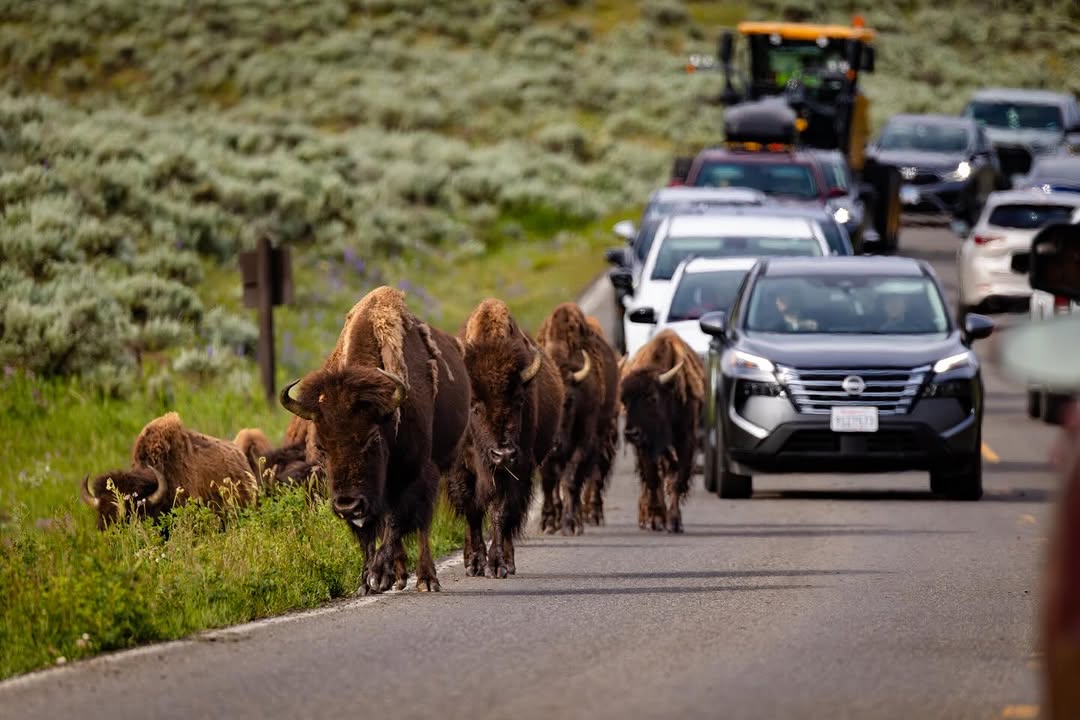 Astrofotografía: Capturando la Vía Láctea en el Pinar de los Ciervos