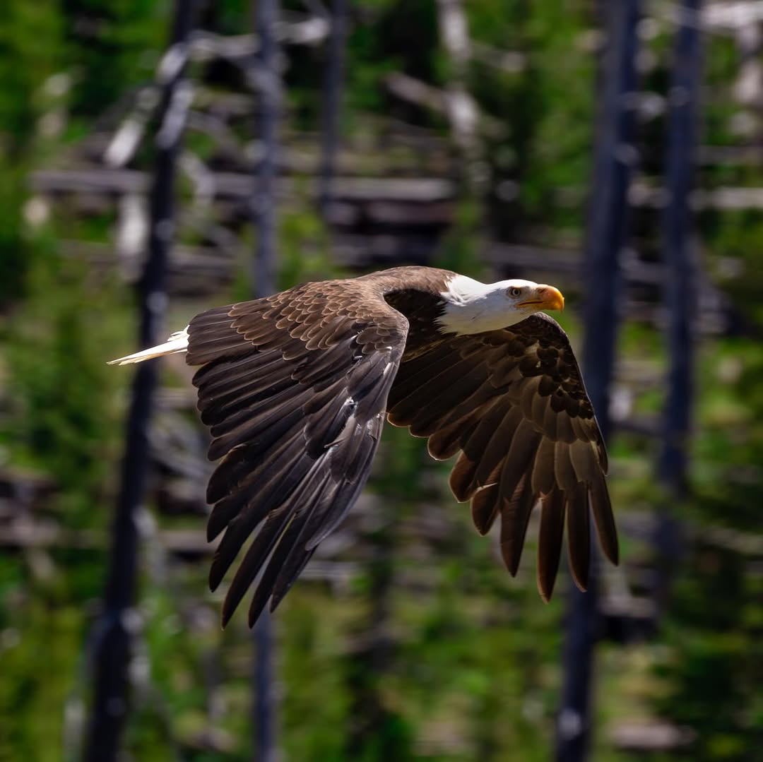 Detalle de Araña - Macrofotografía