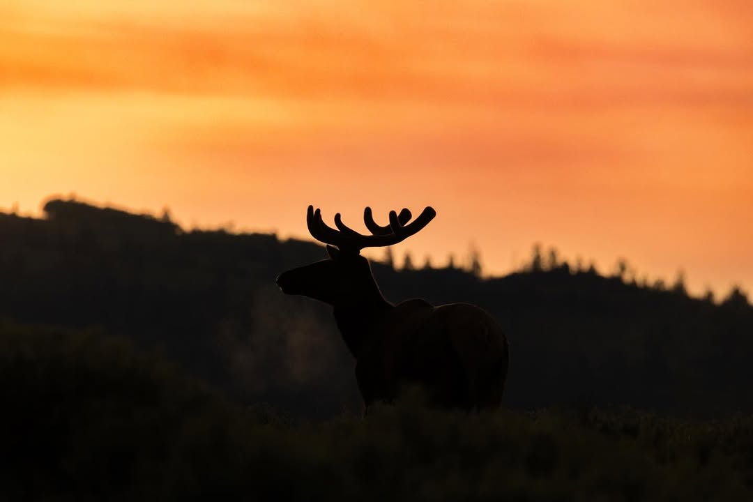 Paisaje Nocturno del Pinar