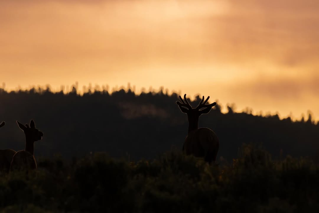 Flora Silvestre de Tafí del Valle