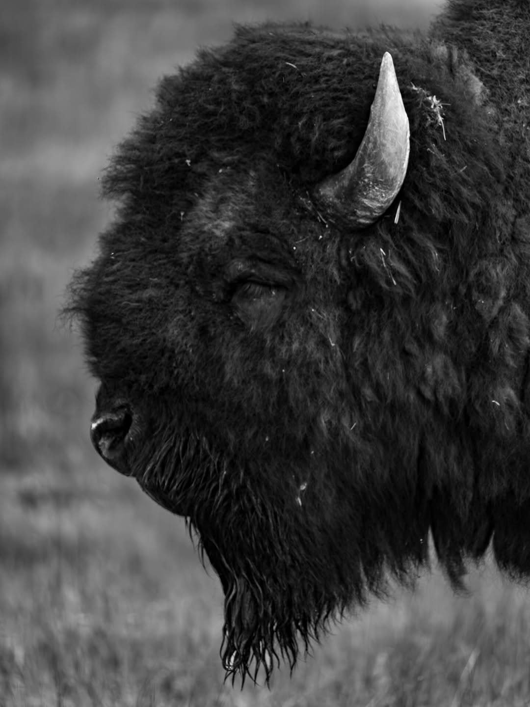 Insecto en Macrofotografía