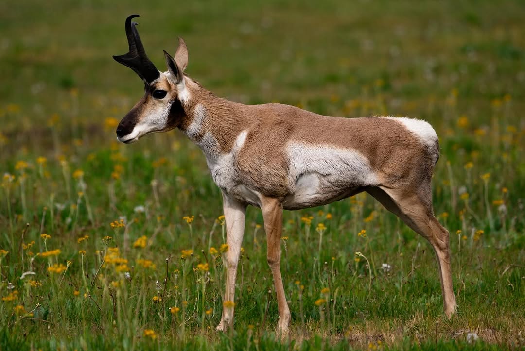 Vía Láctea sobre el Pinar de los Ciervos
