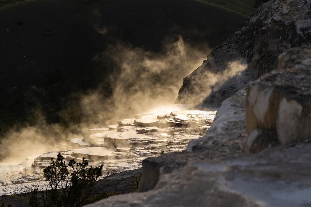 Araña Lobo - Vista Frontal