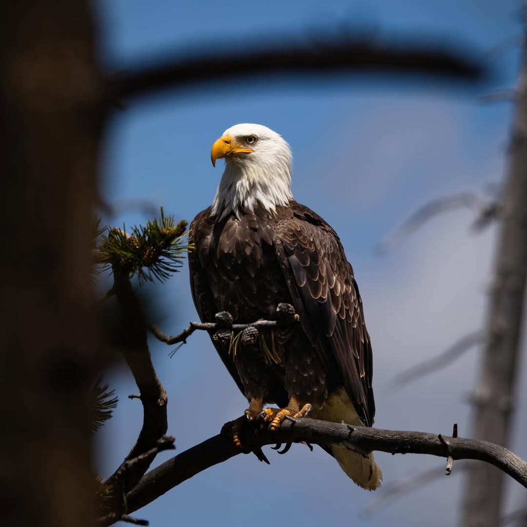 Cielo Estrellado en Los Castaños